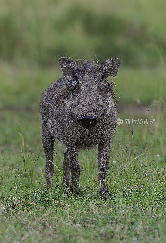 普通疣猪或疣猪(Phacochoerus africanus)是猪科(Suidae)的野生成员。肯尼亚马赛马拉国家保护区。